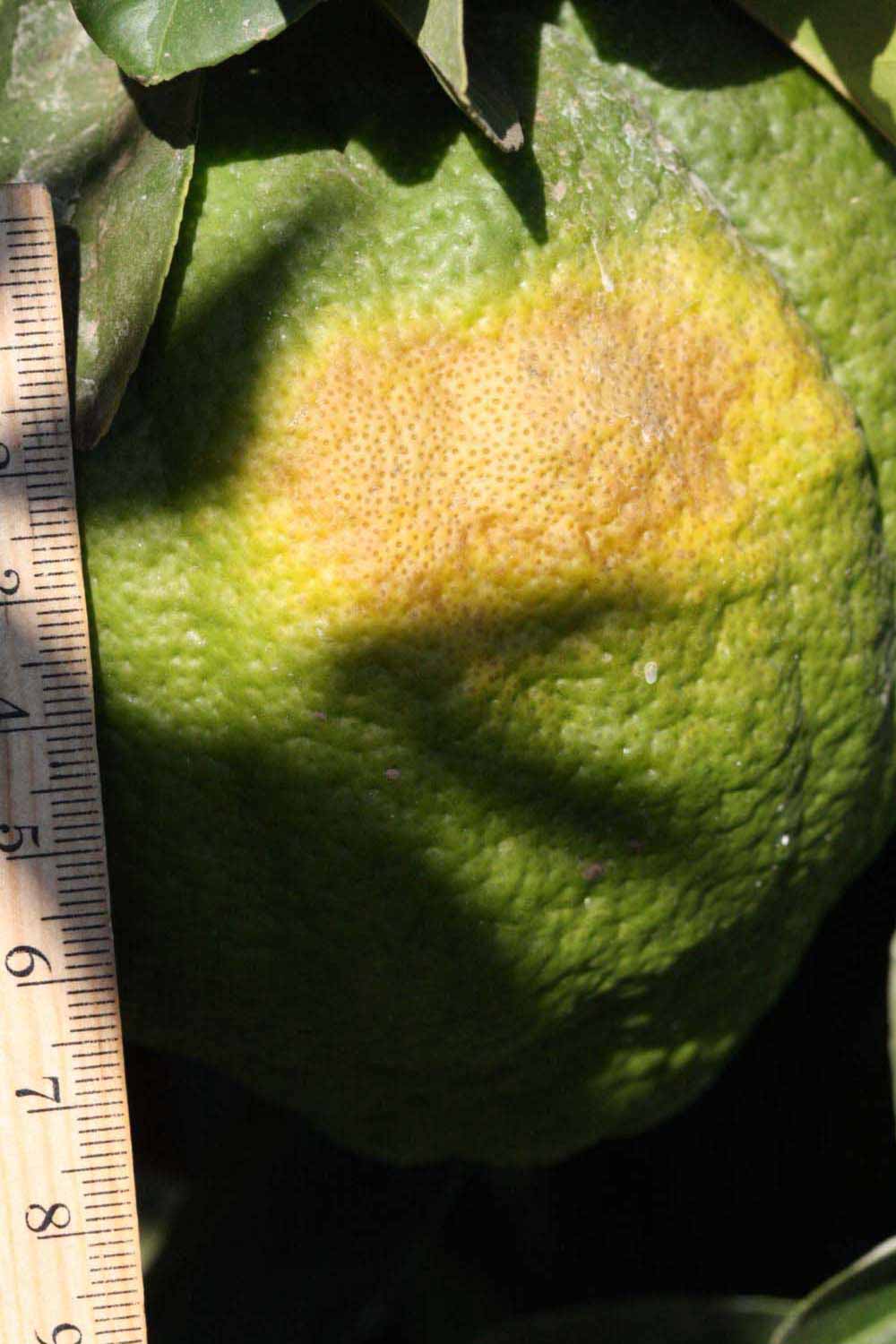            Immature fruit (Riverside, CA)   